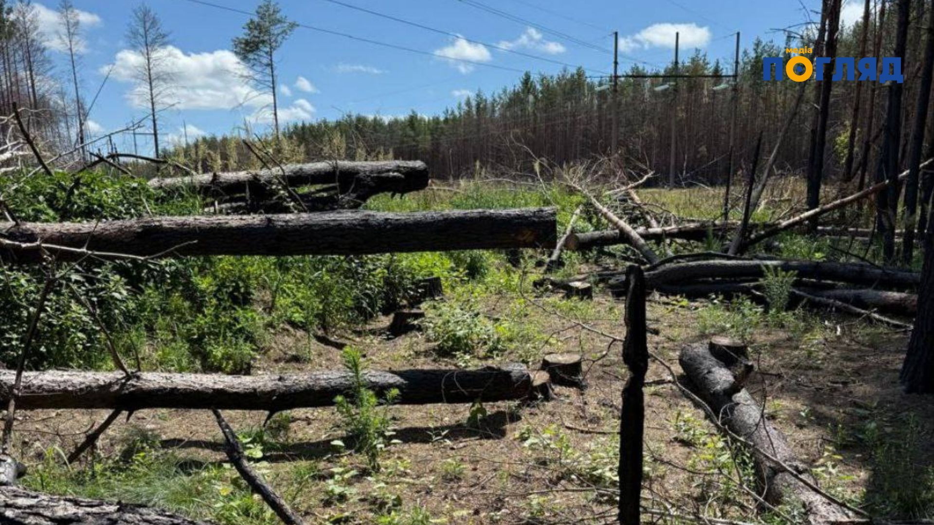 У Чорнобильській зоні незаконно вирубали дерев на понад 77 мільйонів гривень (ФОТО) - зображення
